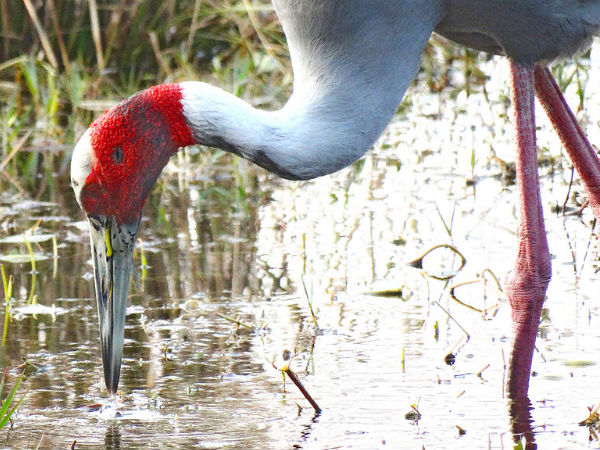 Exotic Birdlife Exotic Birdlife