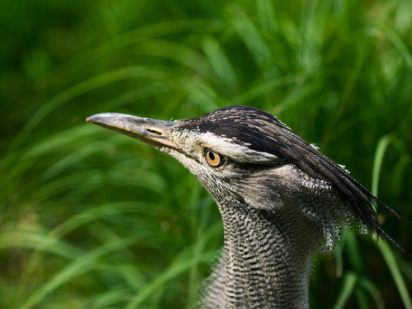 Karera Bird Sanctuary Karera Bird Sanctuary