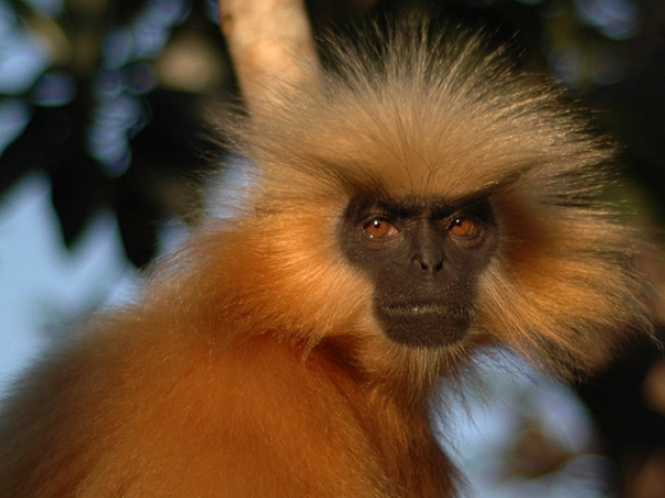 Chakrashila Wildlife Sanctuary