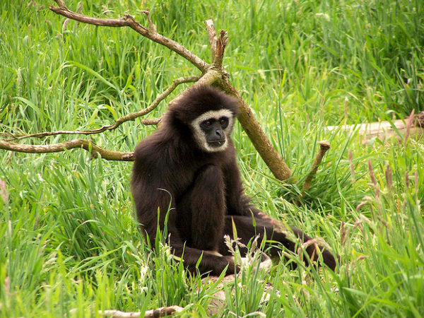Hollongapar Gibbon Wildlife Sanctuary