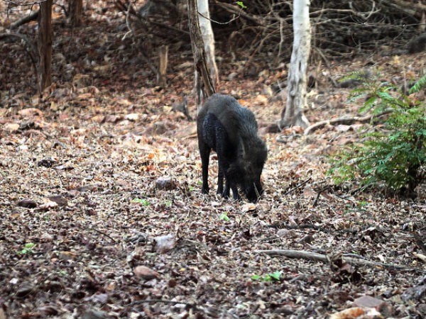 Nameri National Park