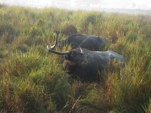 Pobitora Wildlife Sanctuary
