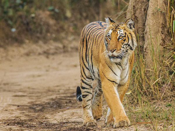 Corbett National Park