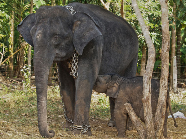 Mother and Child at Sakrebailu