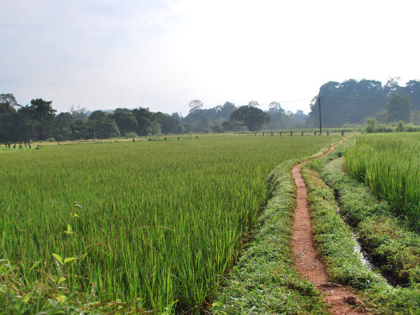 Greenery as far as the eye can see!