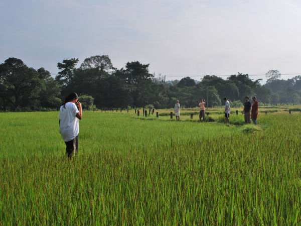 Lush fields of paddy