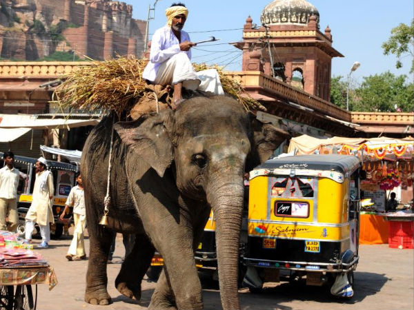 Elephant Rides