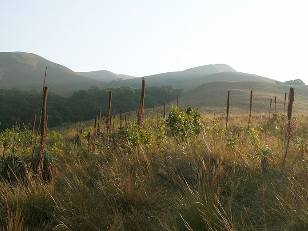Grass Hills Grass Hills