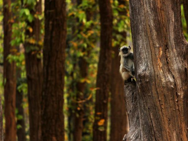 Kanha National Park