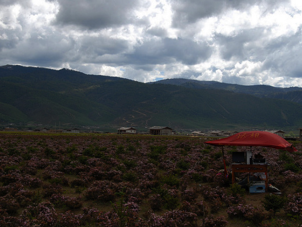 Shangri La