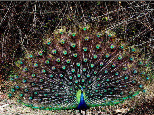 Bandipur