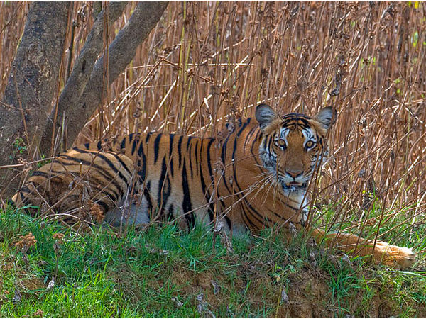 Nagarhole