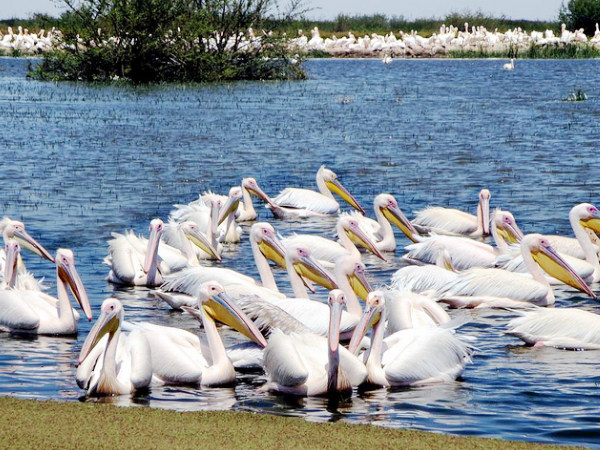 Salim Ali Bird Sanctuary Salim Ali Bird Sanctuary