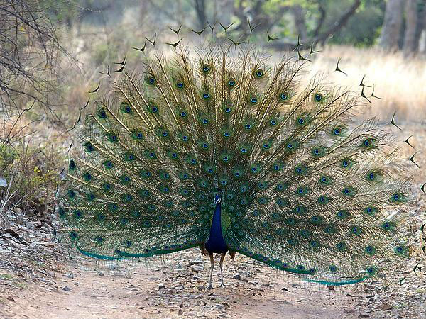 Peacock