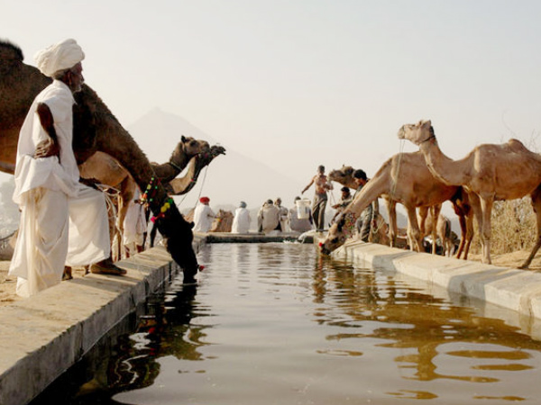 Pushkar Fair