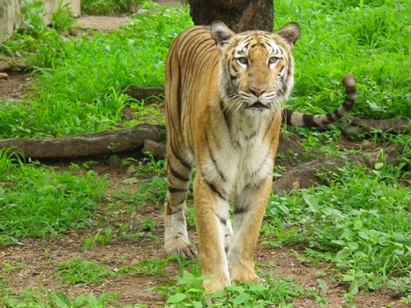 Nehru Zoo