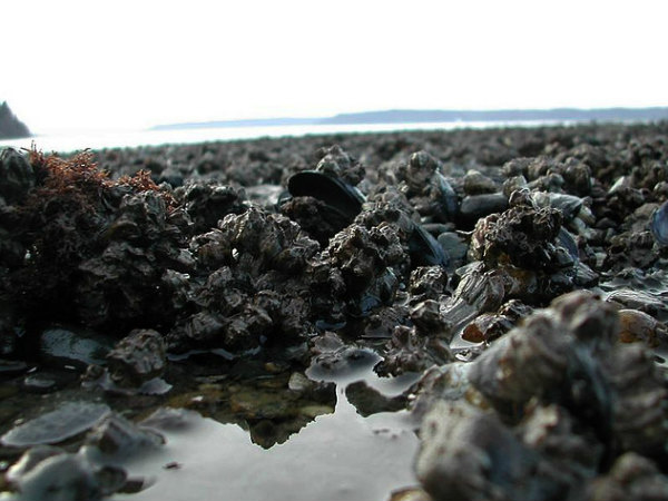 Dumas Beach