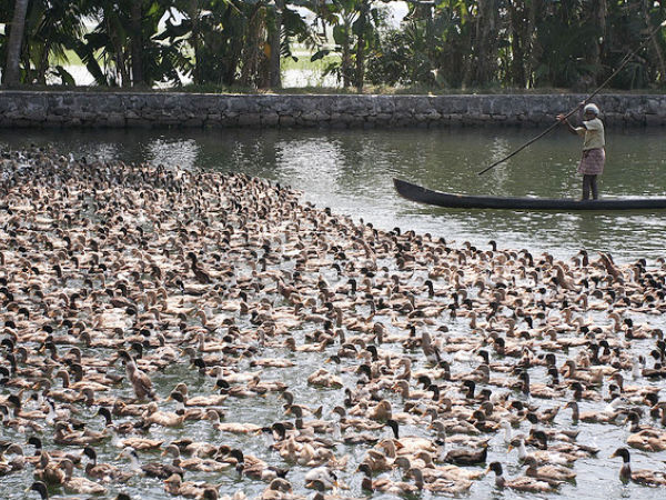 Vembanad Lake