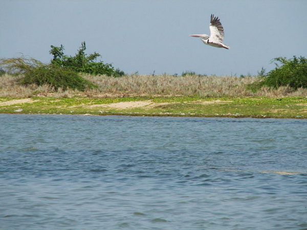 Pulicat Bird Sanctuary