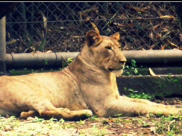 Tata Steel Zoological Park