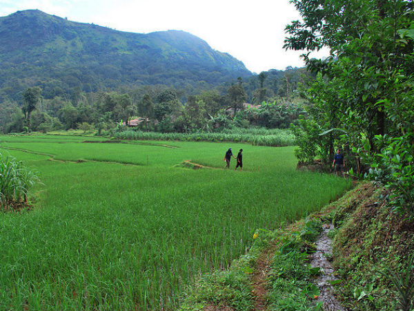 Lush Green Pathway