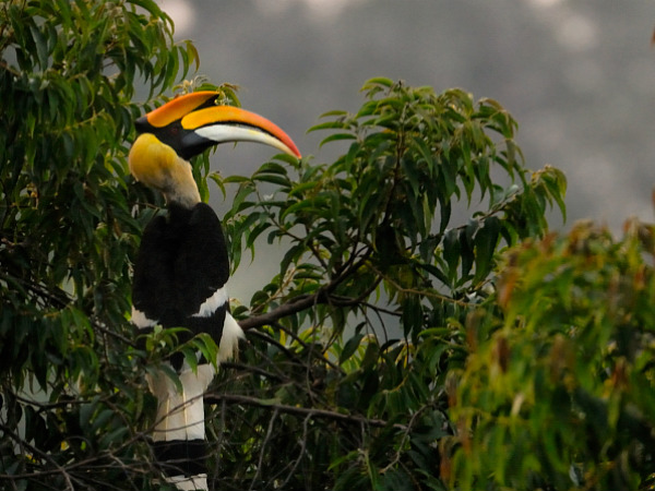 Wildlife in Agumbe