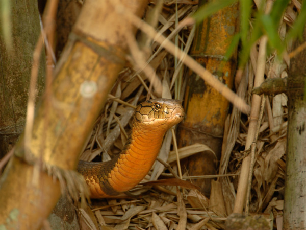 King Cobra capital of India