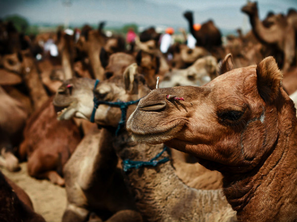 Pushkar