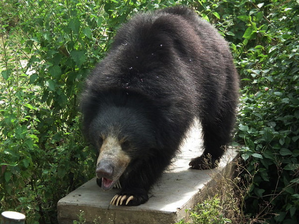 Bandipur National Park