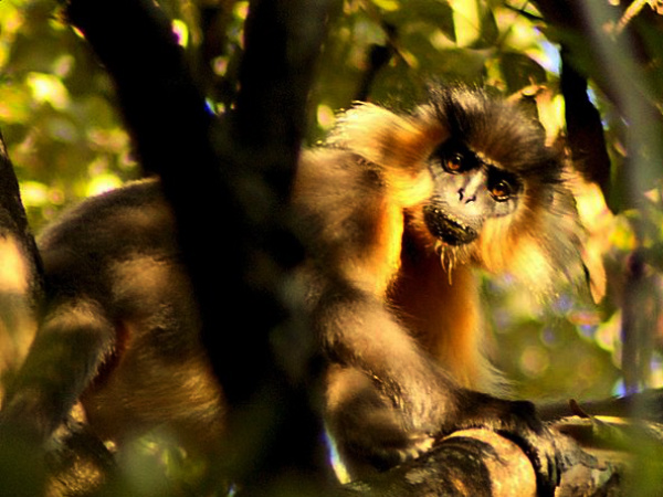 Manas National Park