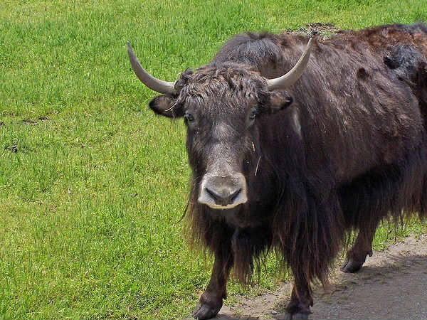 Yak Safari