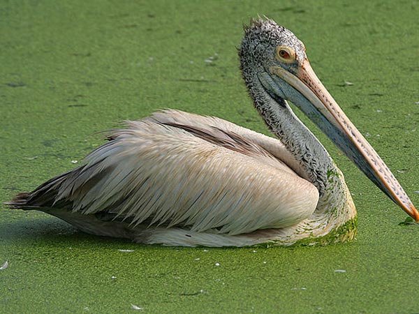 Uppalapadu Nature Conservation Uppalapadu Nature Conservation