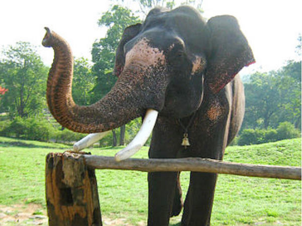 Theppakadu Elephant Camp Theppakadu Elephant Camp