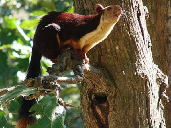 Mudumalai Wildlife Sanctuary Mudumalai Wildlife Sanctuary