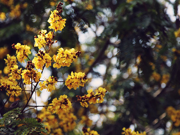 Birsa Munda Park