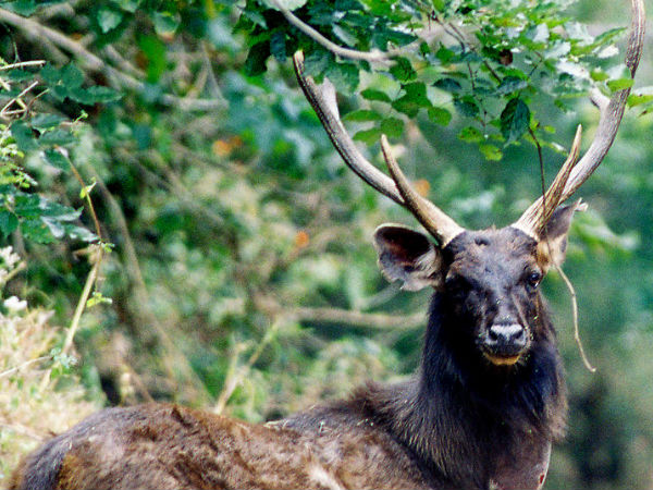 Deer Park