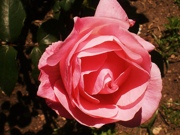 Nehru Rose Garden