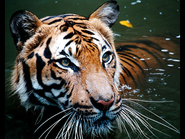 Tiger Safari