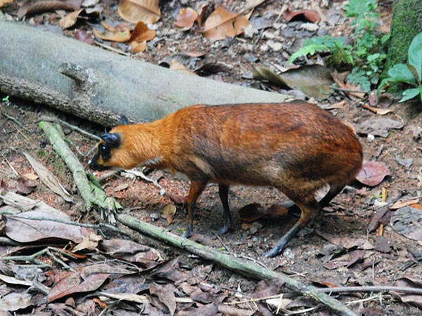 Tansa Wildlife Sanctuary