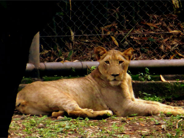 Tata Steel Zoological Park