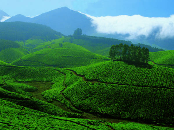 Devikulam