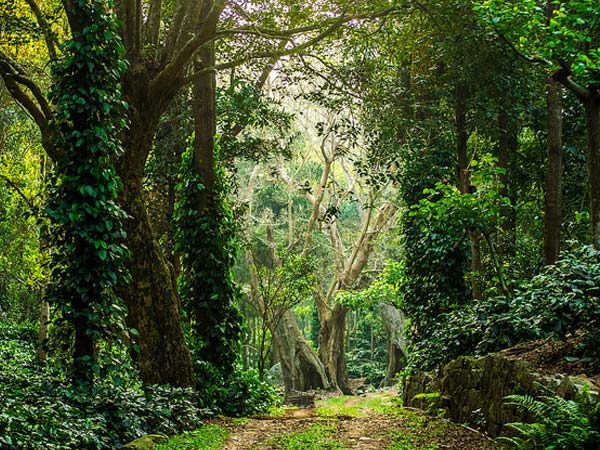 Yercaud
