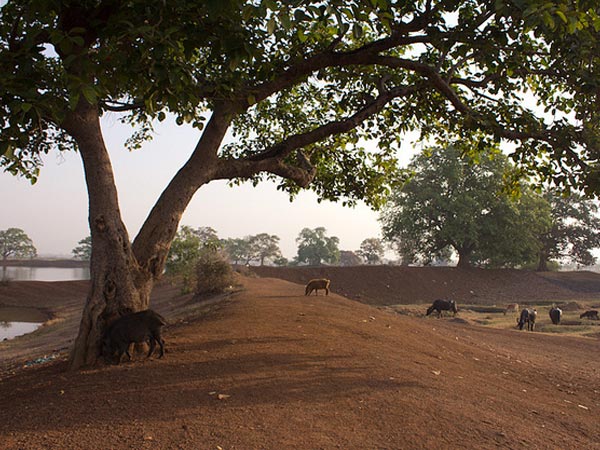 How to Reach Surguja
