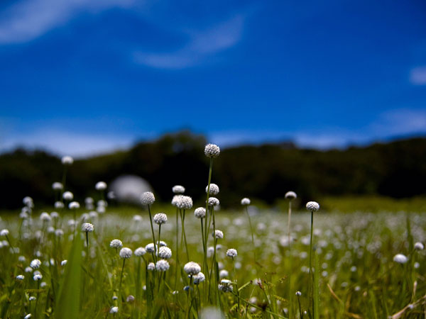 Kaas Plateau