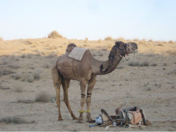 Bikaner
