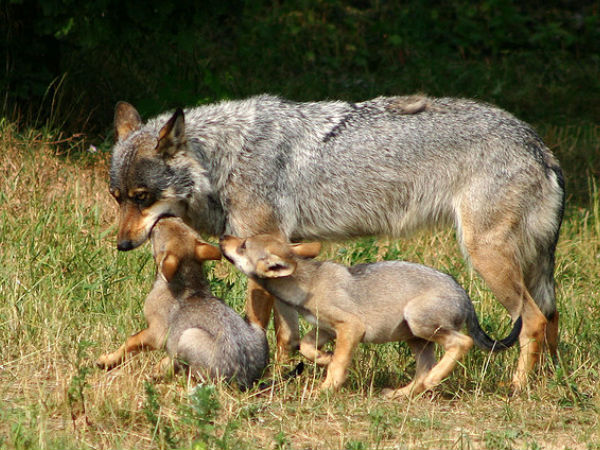Barda Wildlife Sanctuary