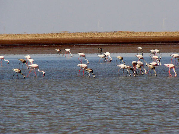 Kutch Desert Wildlife Sanctuary