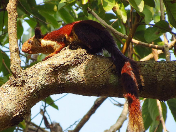 Bhimashankar Wildlife Sanctuary Bhimashankar Wildlife Sanctuary