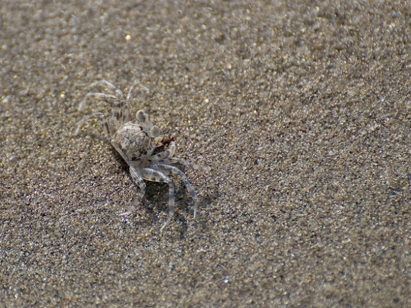 Mandrem Beach