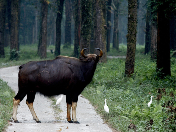 Gorumara